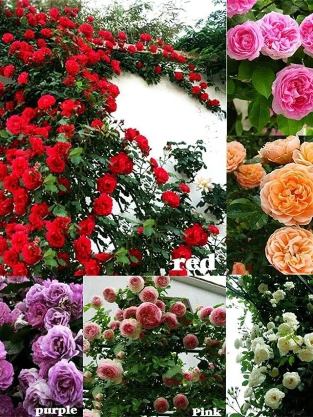 100Pcs Mix Climbing Rose Rosa Bush Vine Climber Fragrant Butterfly Flower Seeds